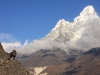 Hemitragus jemlahicus i Ama Dablam